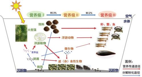 水產(chǎn)綠色健康養(yǎng)殖多營(yíng)養(yǎng)層次綜合養(yǎng)殖技術(shù)模式
